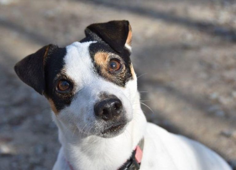 16 Jack Russell Pros And Cons You Should Consider