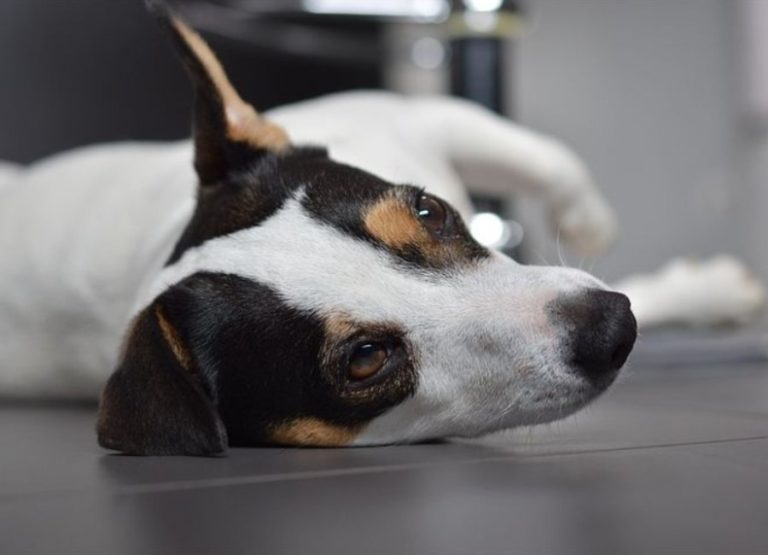 9 Potential Causes of Jack Russell Shaking Explained