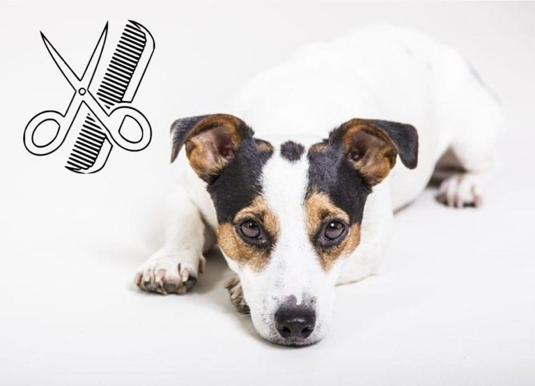 7 Ways To Reduce Jack Russell Shedding & Causes