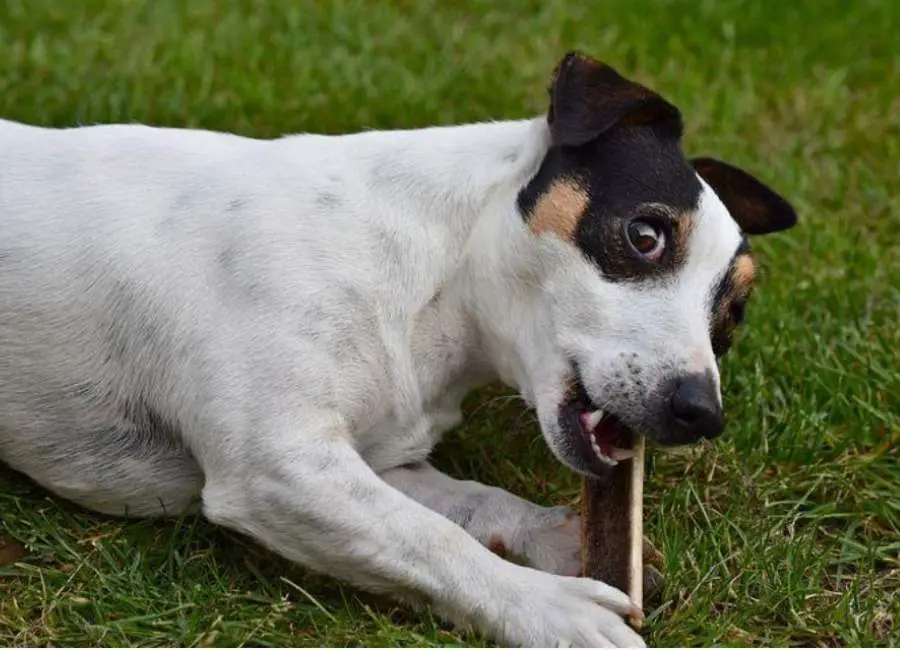 Jack Russell Terrier Behavior Problems