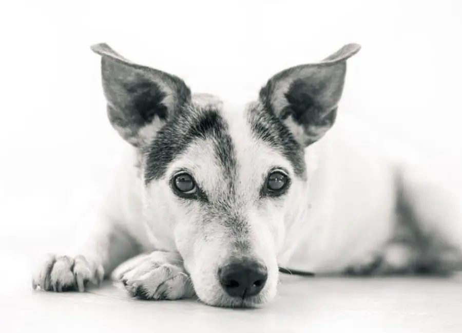 Old Jack Russell terrier issues