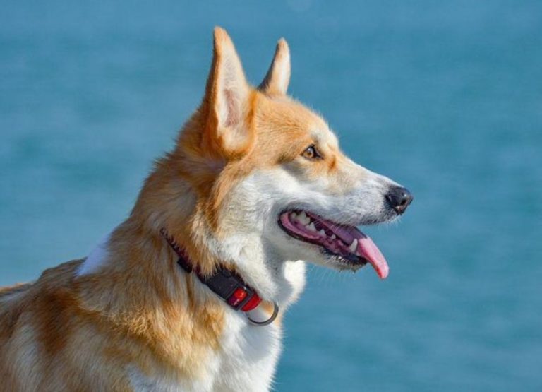 10 Common Reasons For Aggression & Tips