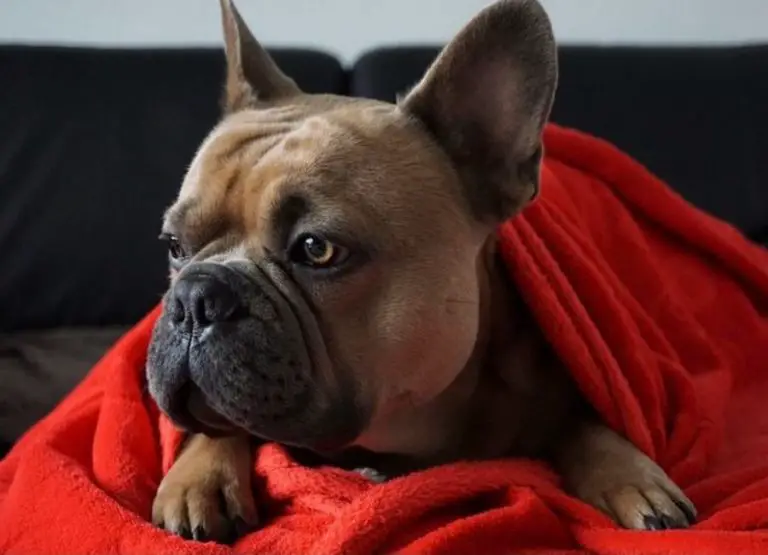 12 Potential Reasons For French Bulldog Shaking