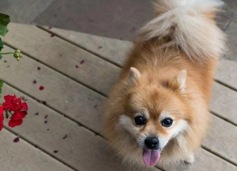 Ways of Caring For Older Pomeranians & 10 Problems They Face