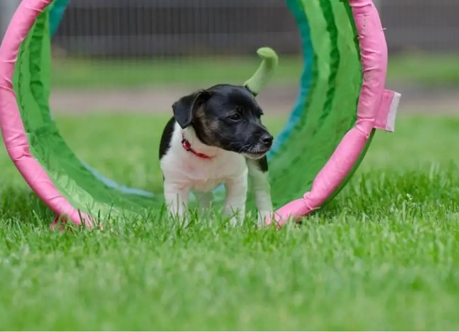 Set up a tunnel for your Jack Russell