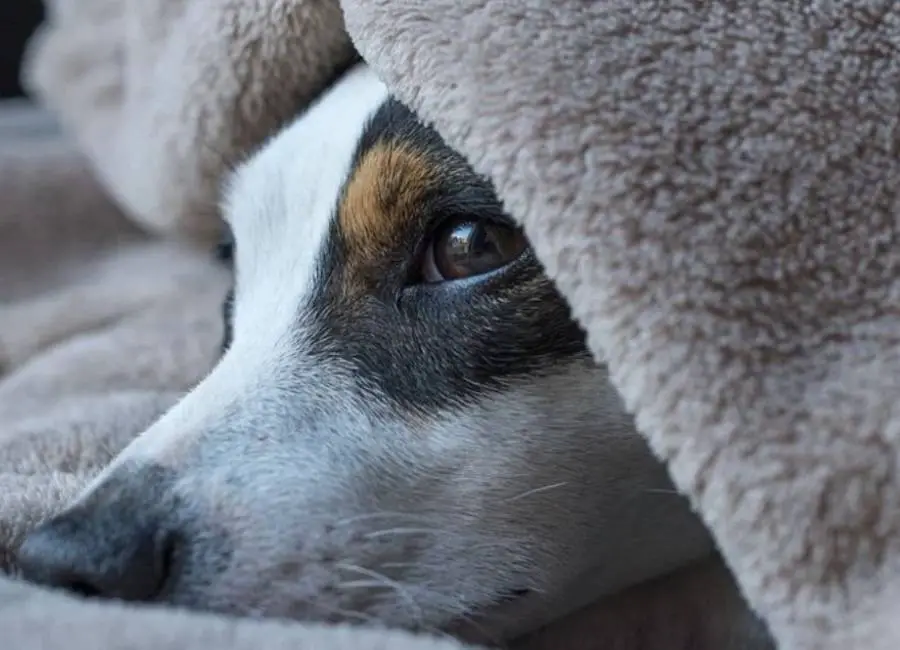 Jack Russell can shake as signs of cold