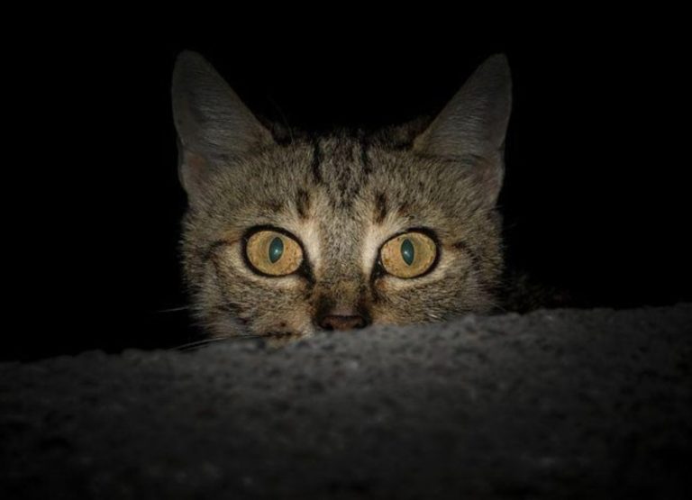 Are Cats Afraid Of The Dark (Answered)