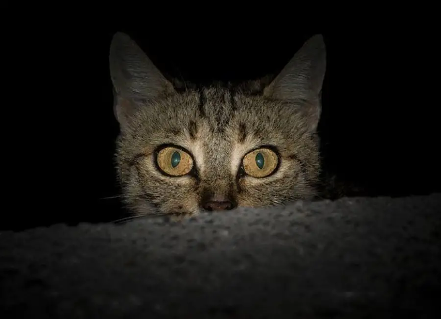 Are Cats Afraid Of The Dark
