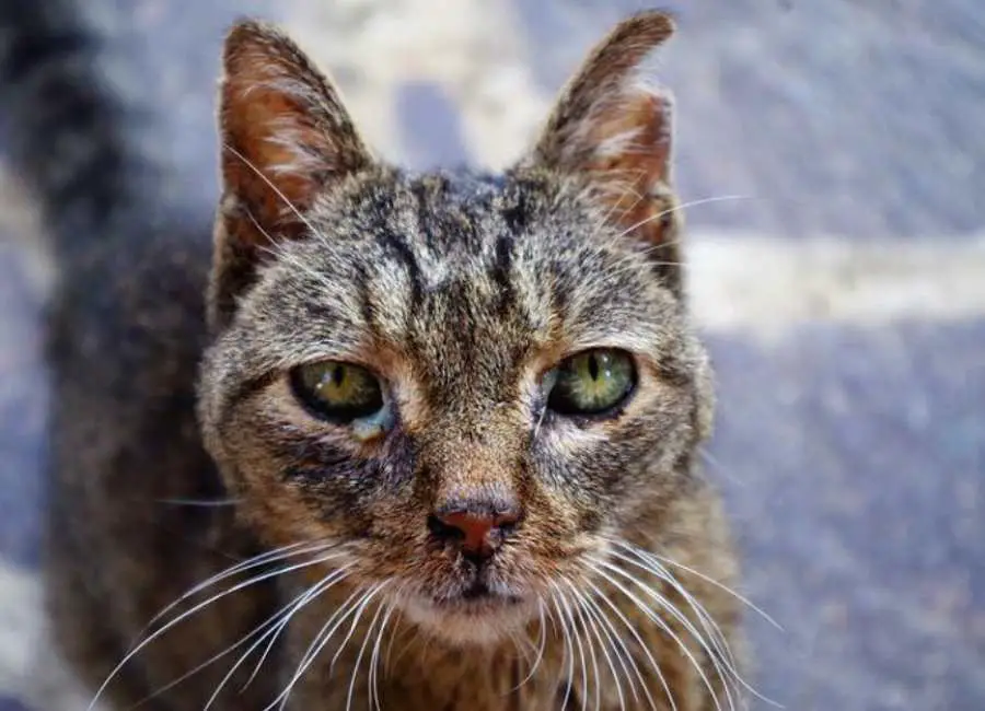 Common Signs Of Cat Dying Of Old Age