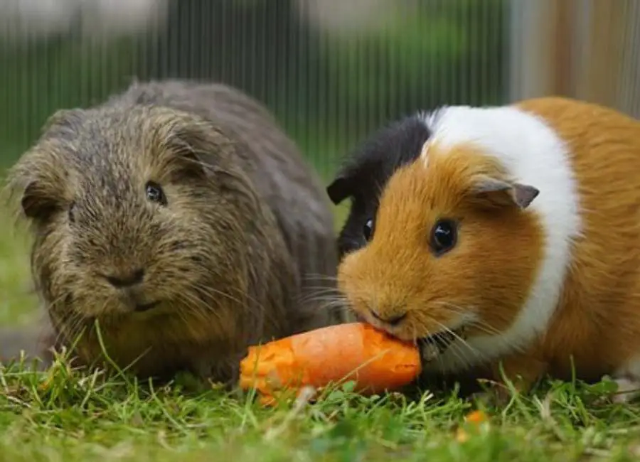 Guinea Pigs eating carrot
