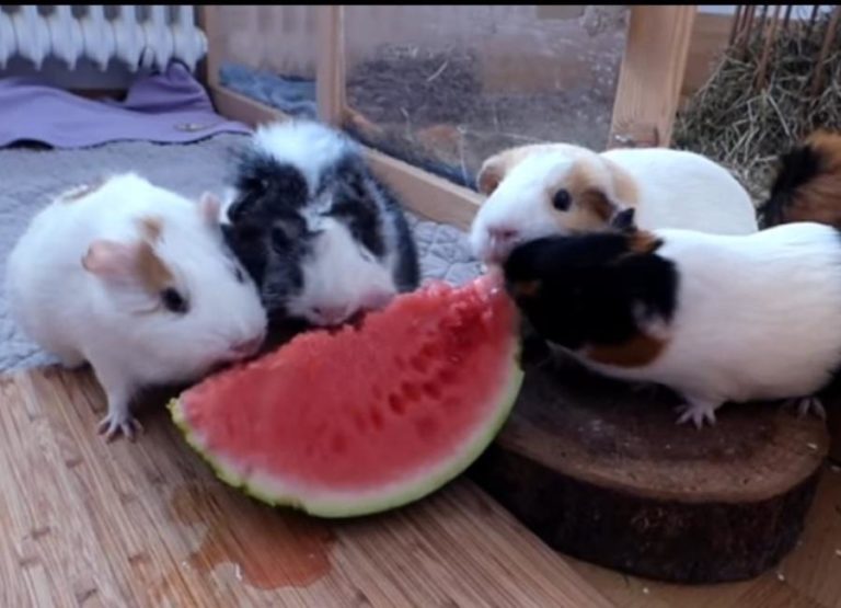 Can Guinea Pigs Eat Watermelon [Answered] - Watermelon Guinea Pig Recipes Easy