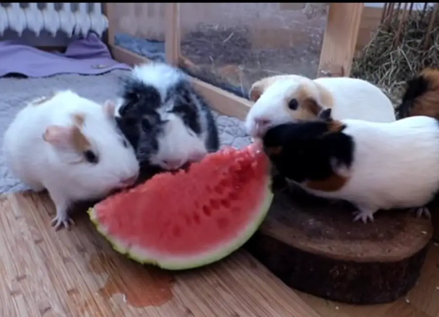 Guinea Pig eating watermelon