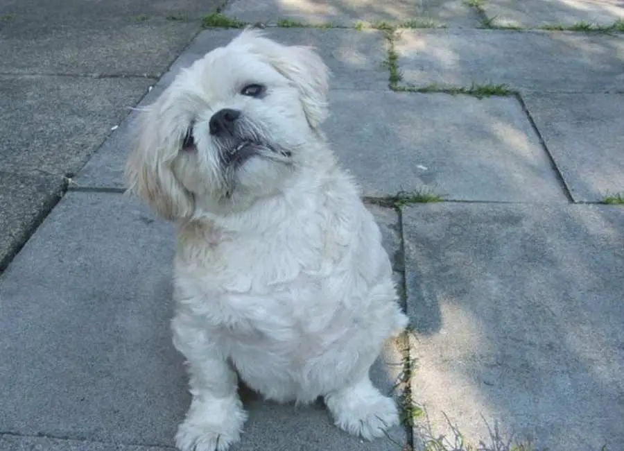 Potty training a Shih Tzu