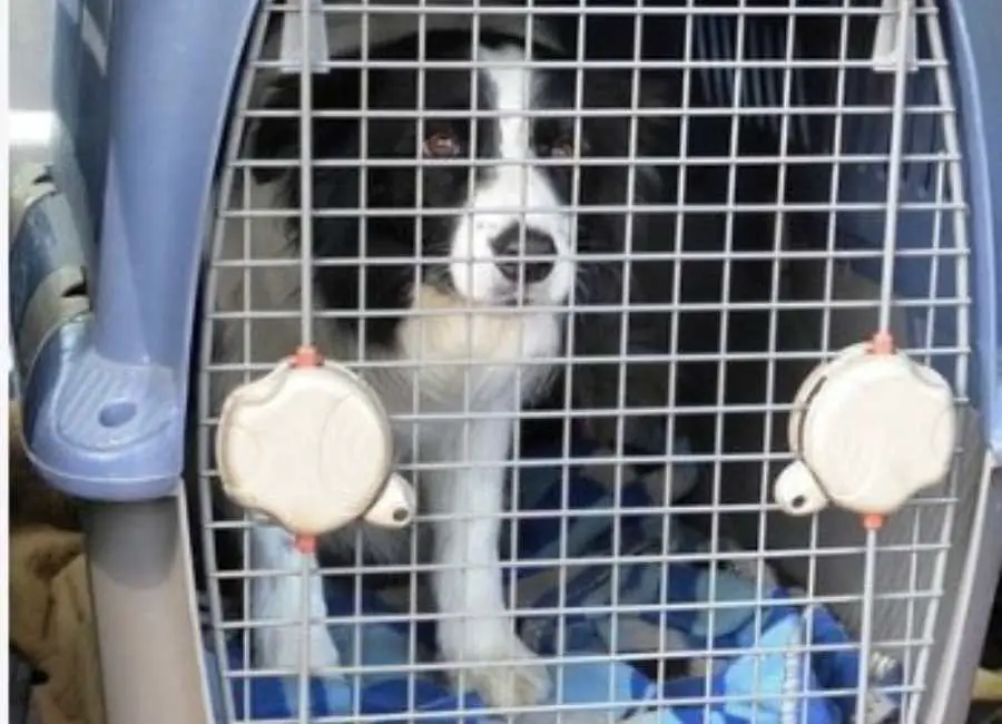 Puppy Crying In Crate