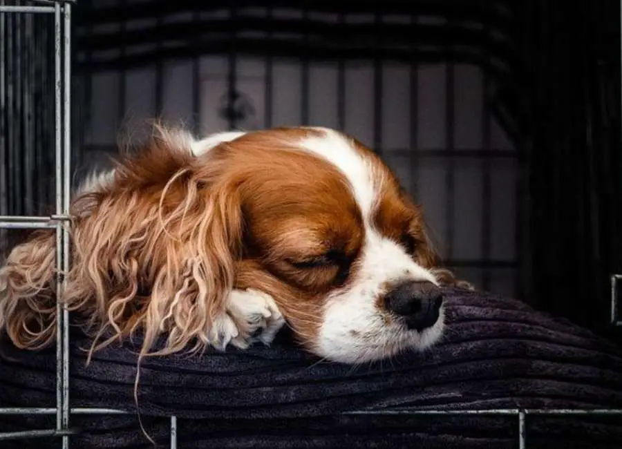 Puppy sleeping in crate