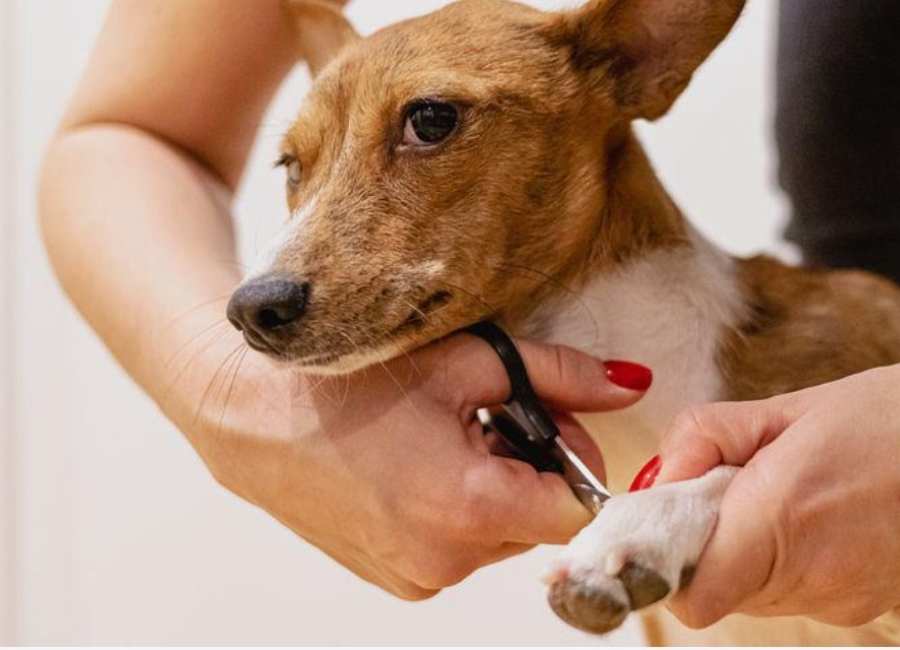 Trim your dog's nails