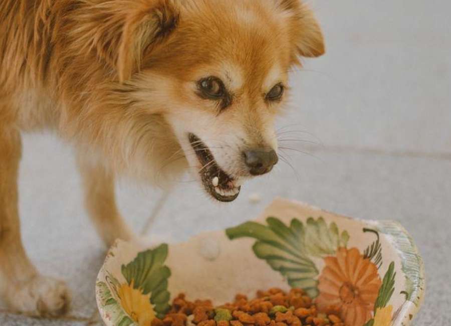 Provide high-quality dog food
