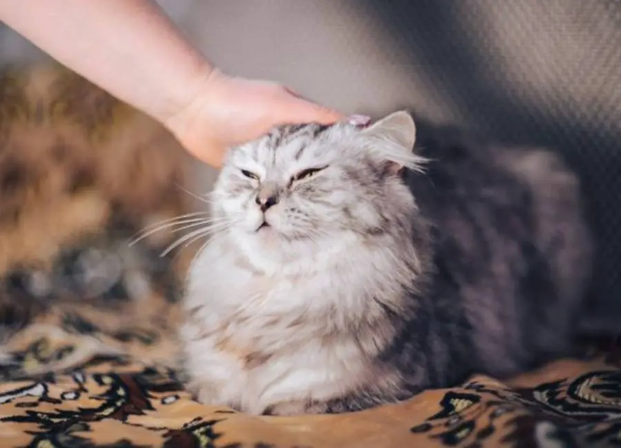 How Do Cats Like To Be Petted