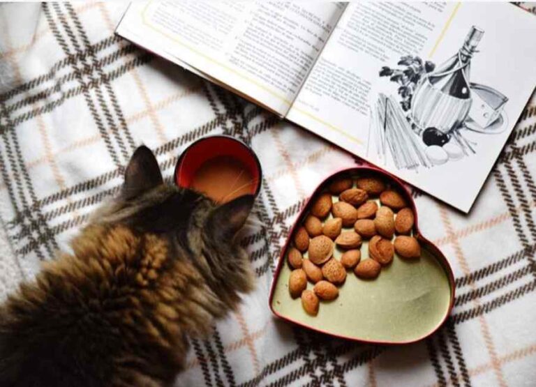 11 Potential Reasons Why Cats Stop Eating & Tips
