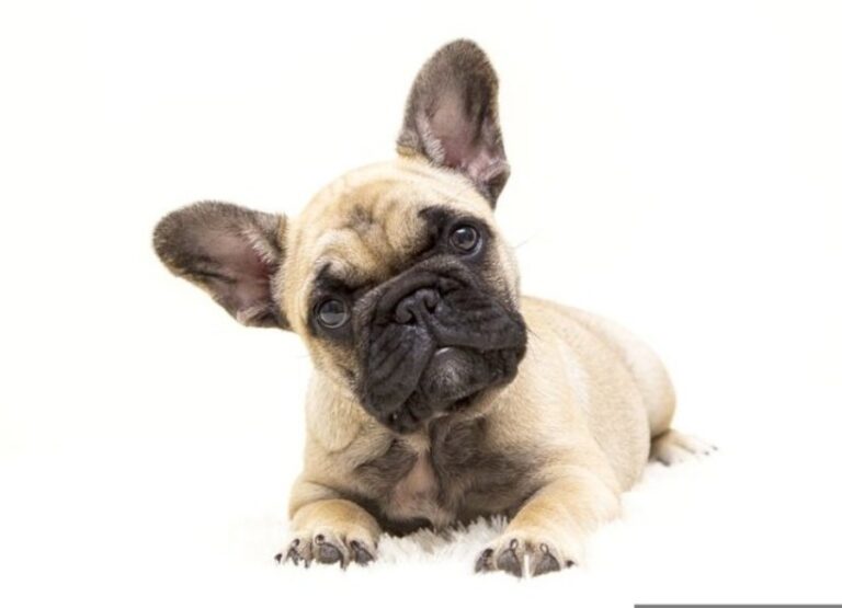 8 Factors That Might Influence French Bulldog Life Span