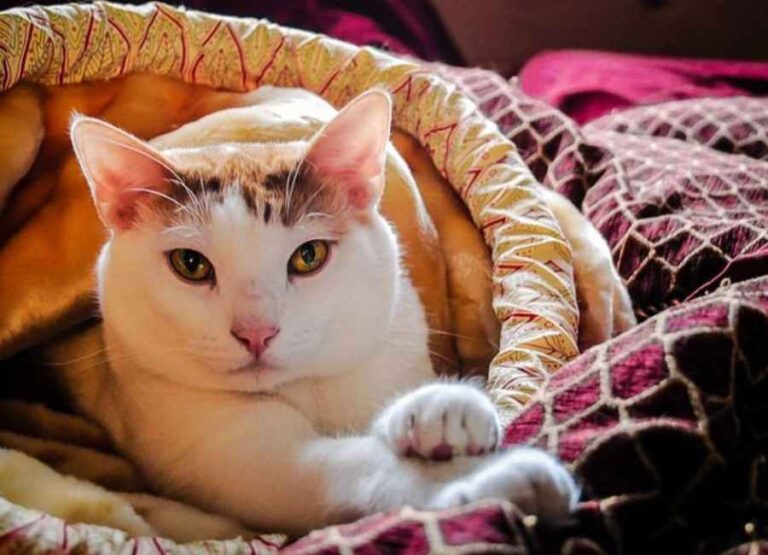 9 Potential Reasons Why Cats Lose Weight & Tips