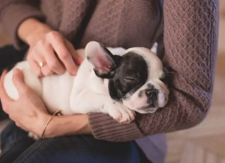20 Easy Tips And Ways To Care For A Puppy