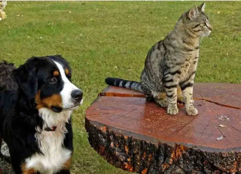 Why Do Dogs Bark At Cats (10 Top Reasons)