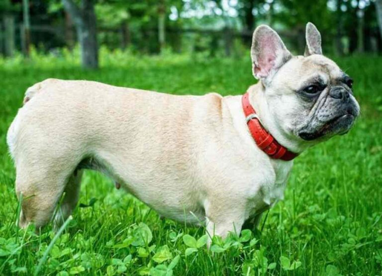 how to take care of a french bulldog