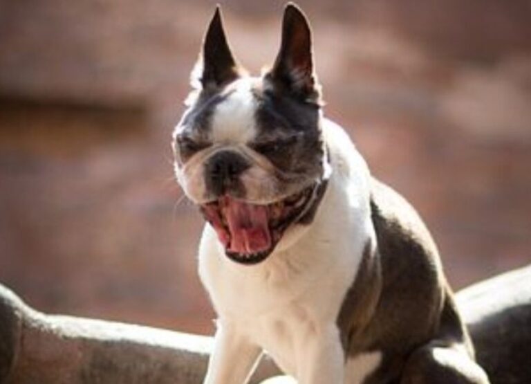 Are Boston Terriers Aggressive [Useful Tips]
