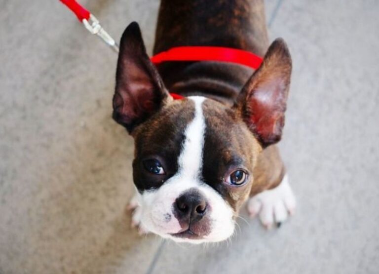 11 Potential Boston Terrier Old Age Problems