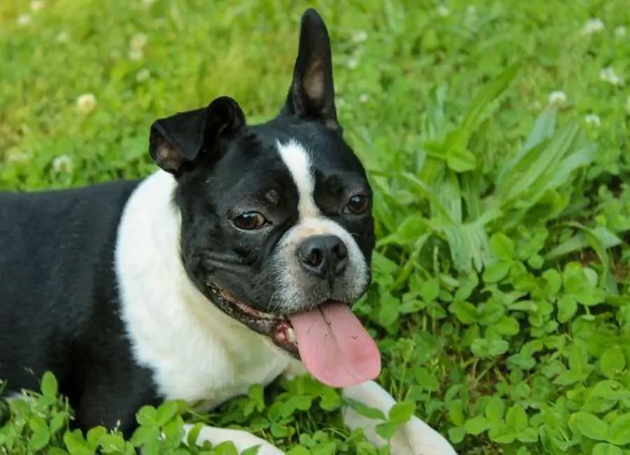 Boston Terrier Pros And Cons