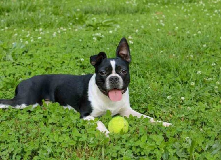 Can Boston Terriers Be Left Alone