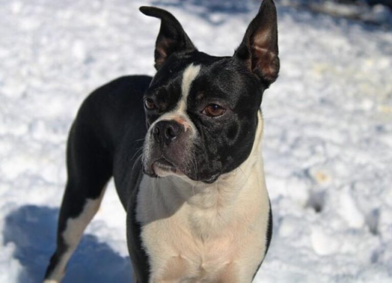 Do Boston Terriers Shed [10 Shedding Hints]