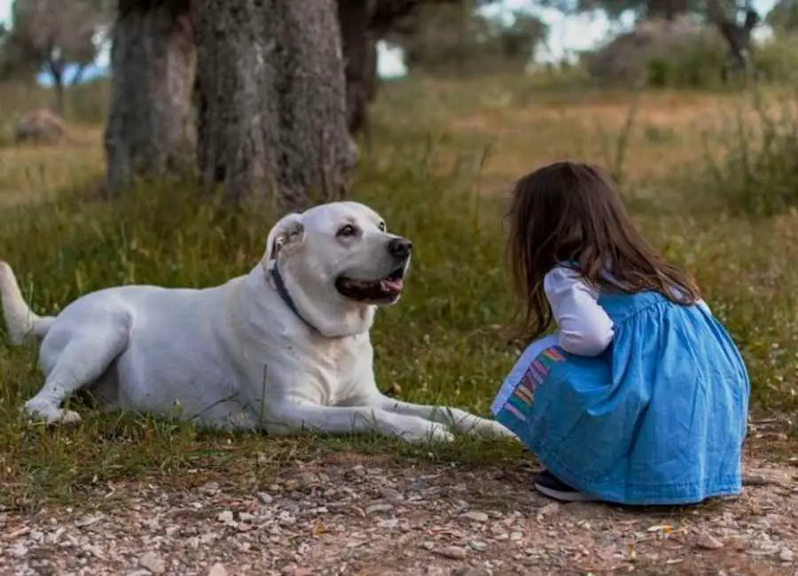 What To Do When Dog Growls At Child