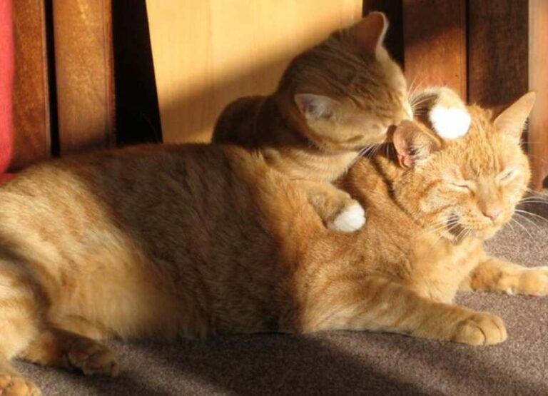 Why Do Cats Lick Each Other [11 Reasons]