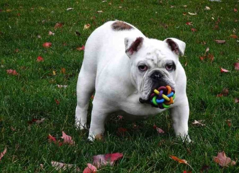 Why Do Dogs Destroy Toys [15 Potential Reasons Explained]