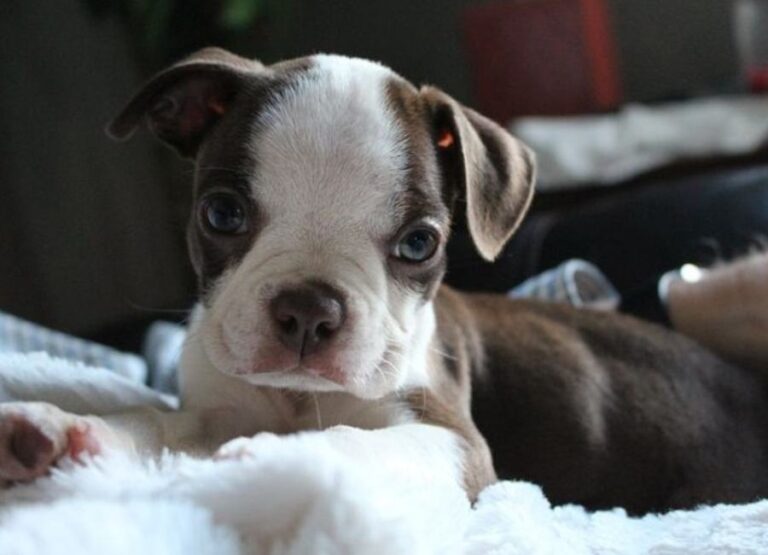 10 Potential Reasons For Boston Terrier Shaking
