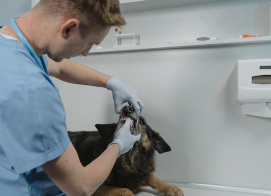 Benefits Of Dental Care For Dogs