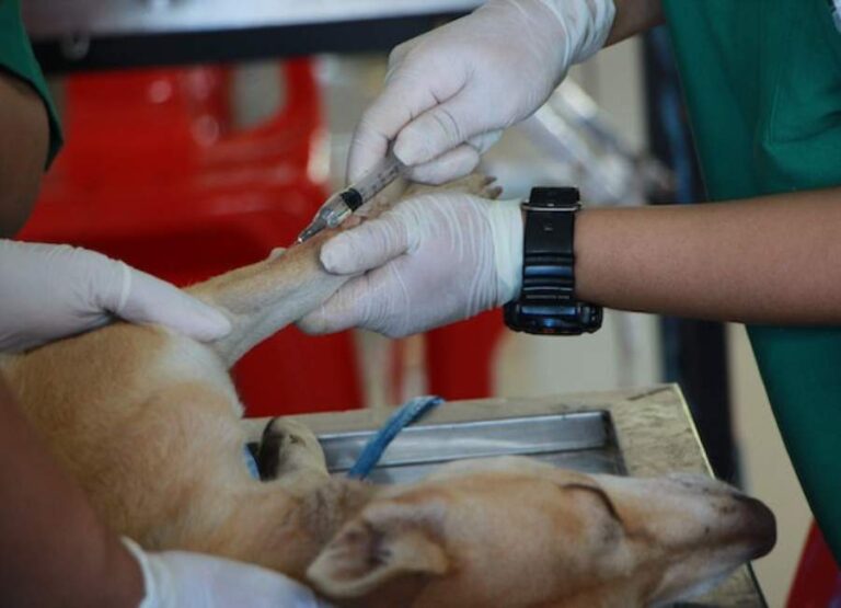10 Benefits Of Vaccinations For Dogs