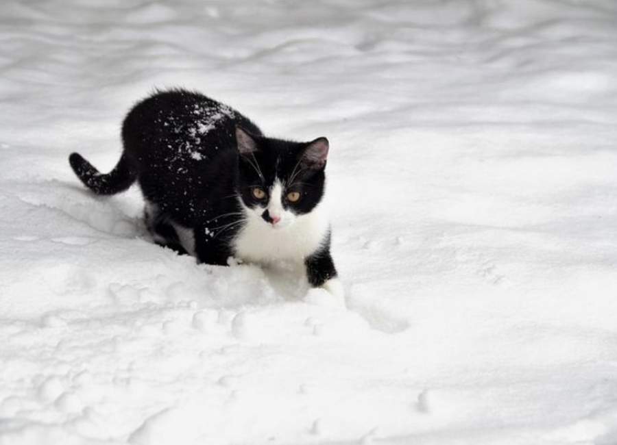 Can Cats Survive Winter
