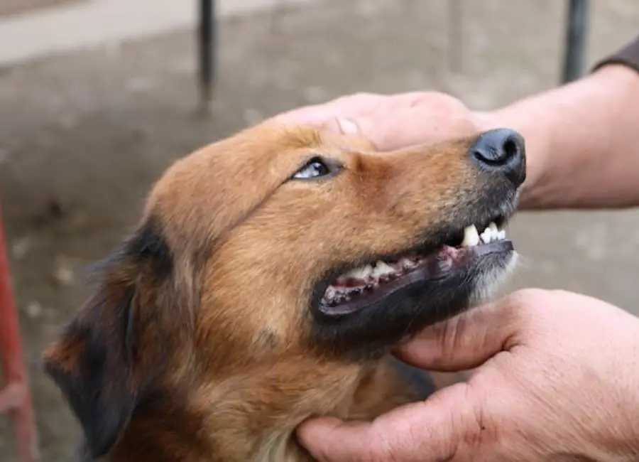 Caring for dog teeth