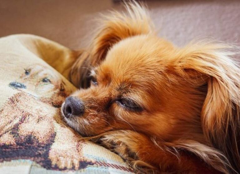 14 Most Common Health Problems For Chihuahuas