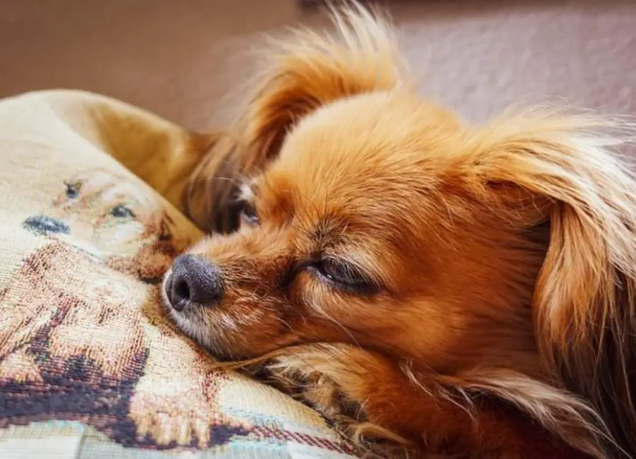 Common Health Problems For Chihuahuas