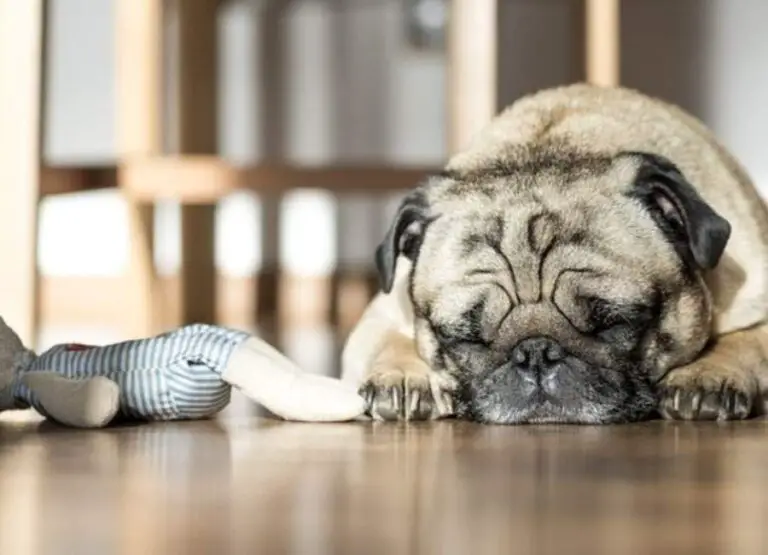 Do Pugs Have a Lot of Health Problems