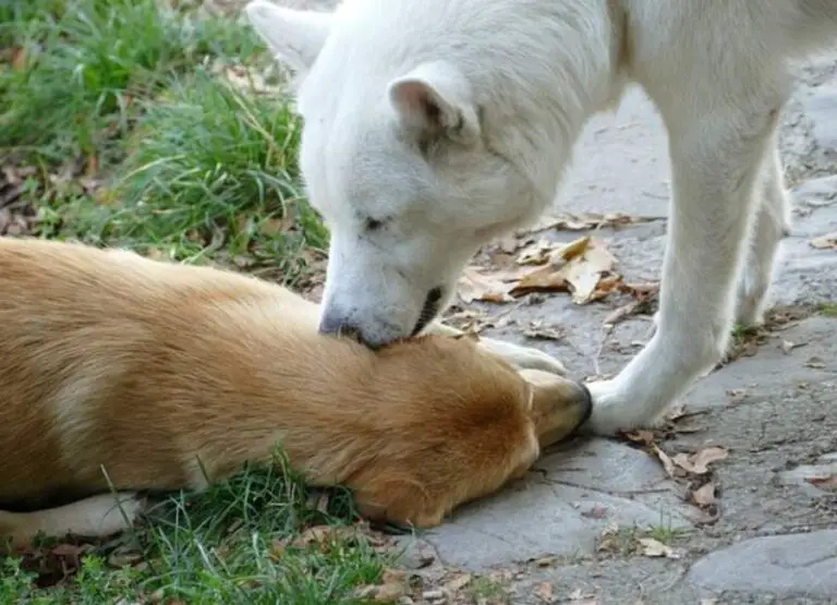 Dog Constantly Licking Other Dogs Ears [10 Reasons]