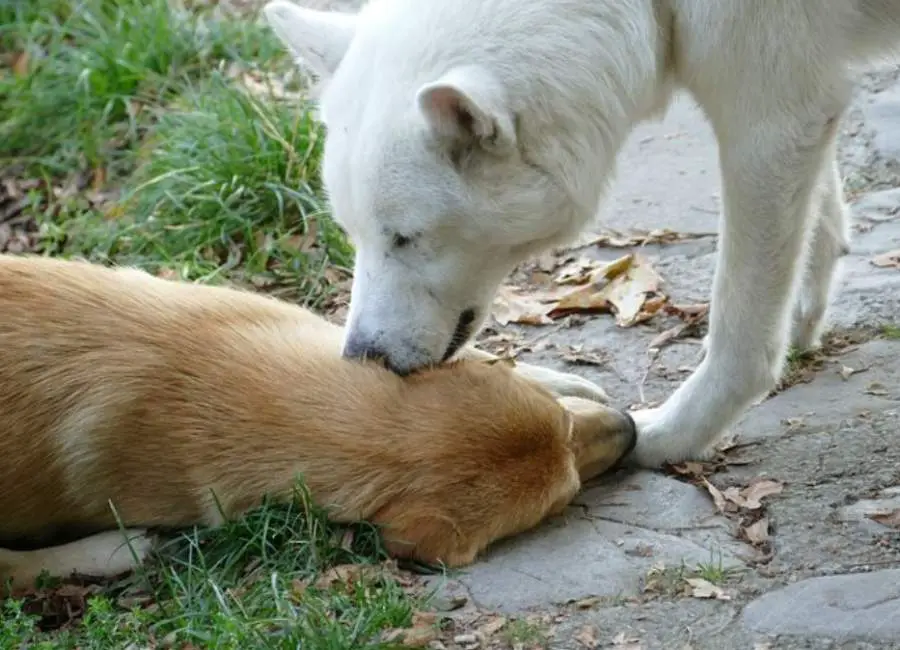 Dog Constantly Licking Other Dogs Ears