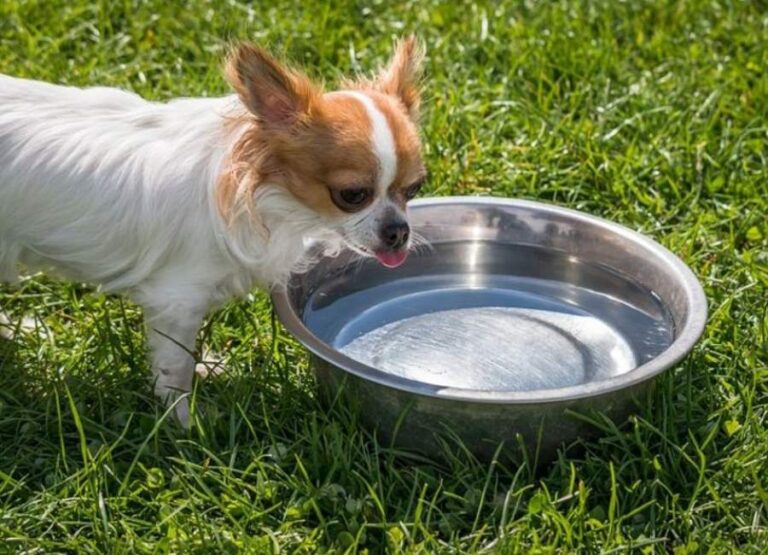 Dog Drinking a Lot of Water And Not Eating [Explained]