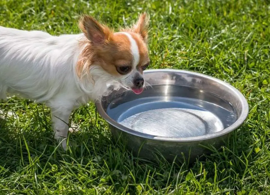 Dog Drinking a Lot of Water And Not Eating