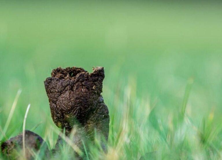 9 Potential Reasons Your Dog Poop Is Dry And Crumbly