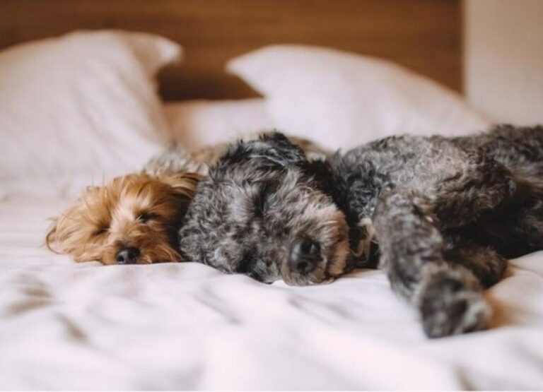 9 Reasons Why Your Dog Sleep All Day